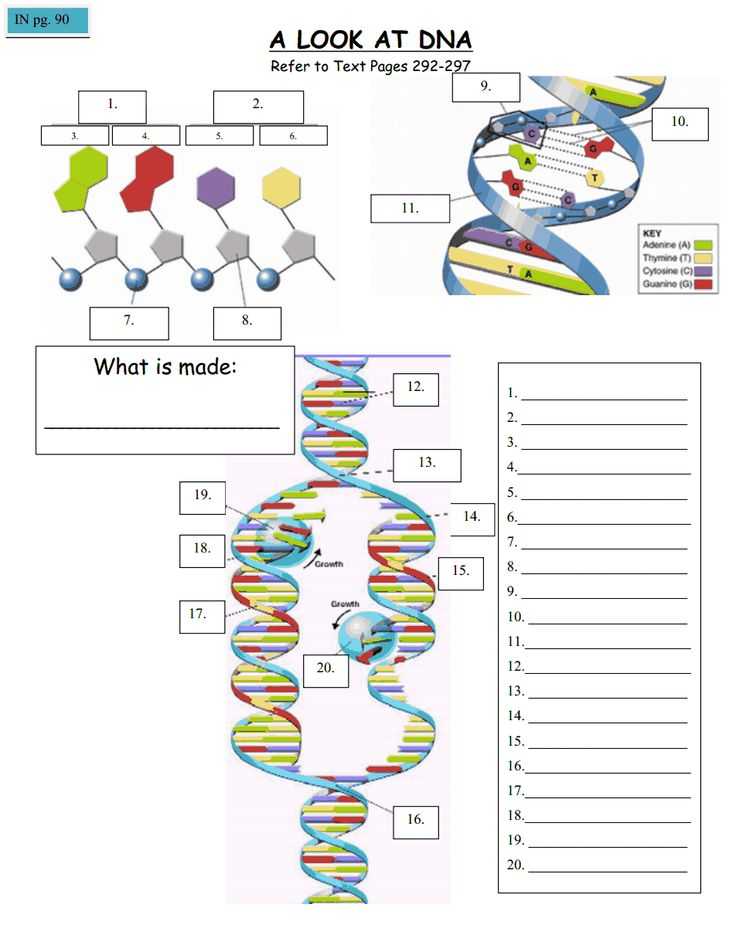 Dna Worksheet Answers Also 239 Best Cell Biology Images On Pinterest