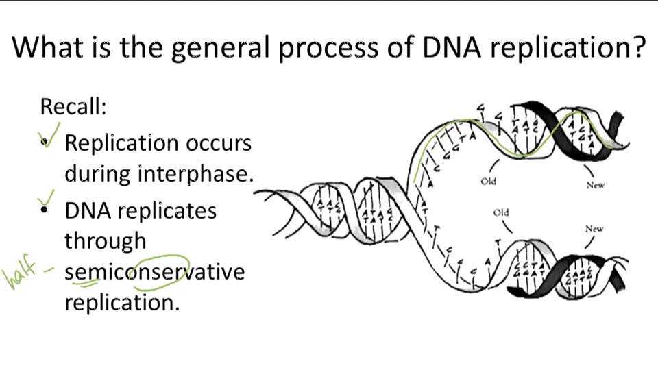 Double Helix Coloring Worksheet Answers Also Dna Structure and Replication