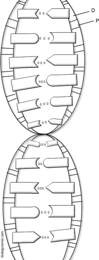 Double Helix Coloring Worksheet Answers together with 71 Best Dna and Protein Synthesis Images On Pinterest