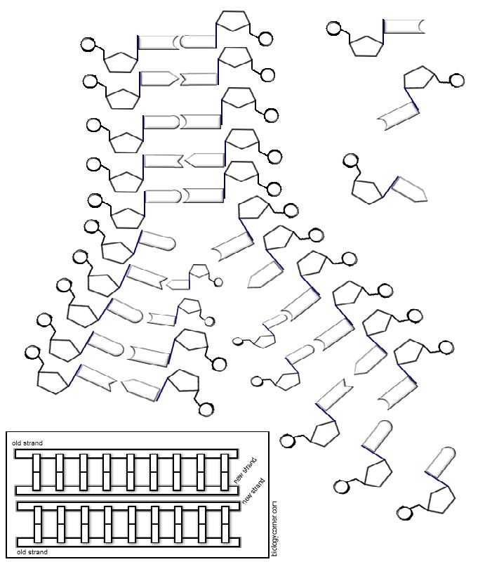 Double Helix Coloring Worksheet Answers with 231 Best Science Images On Pinterest