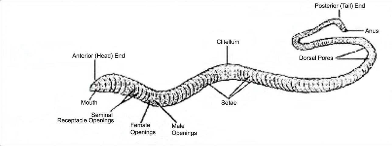 Earthworm Dissection Worksheet Also Waunakee Munity School District Internet Resources 7th Grade