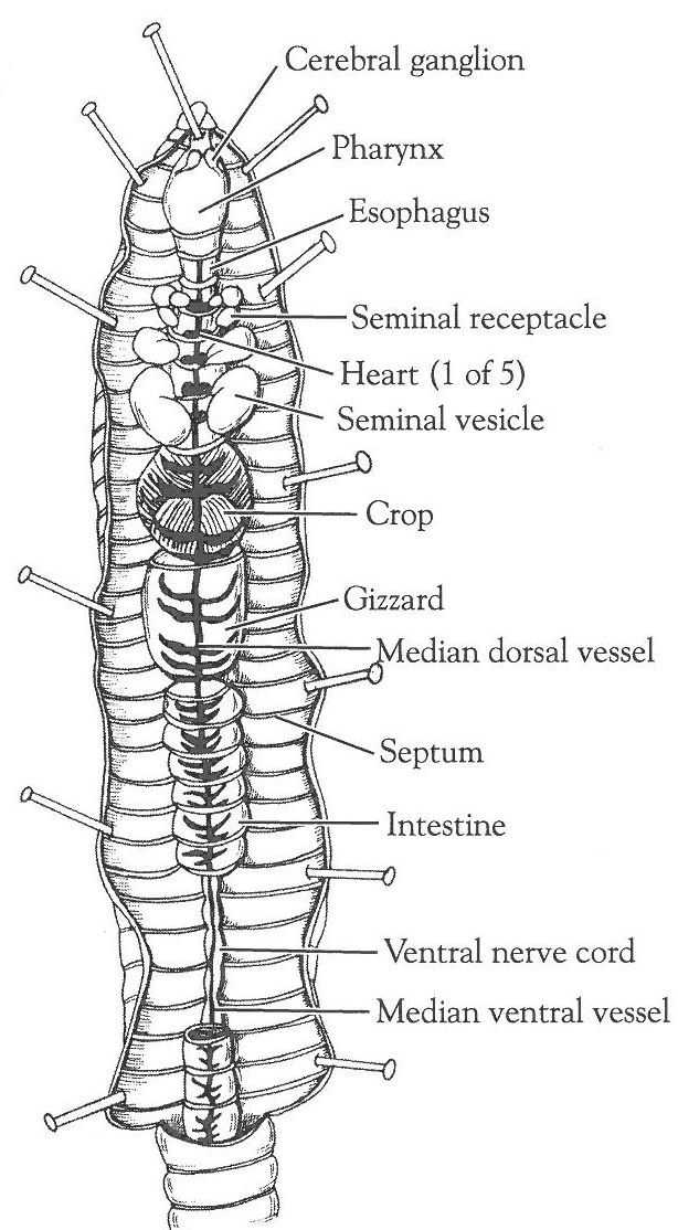 Earthworm Dissection Worksheet together with 34 Best Dissections Images On Pinterest