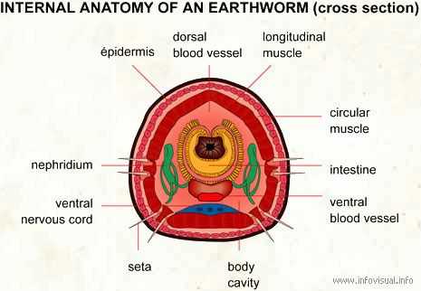 Earthworm Dissection Worksheet with Internal Anatomy Of An Earthworm so Pretty who Knew