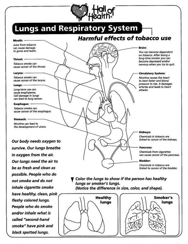Effects Of Alcohol Worksheet Also 88 Best A&p Respiratory System Images On Pinterest