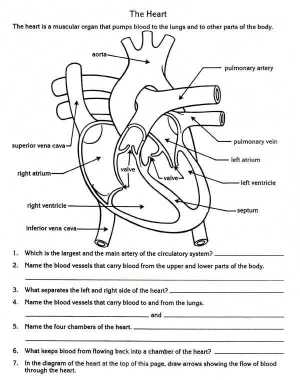 Effects Of Alcohol Worksheet and Free Parts Of the Heart Worksheets