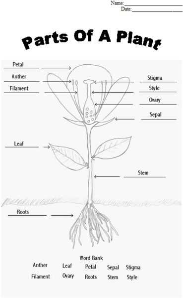 Effects Of Co2 On Plants Worksheet Answers as Well as 231 Best Science Images On Pinterest