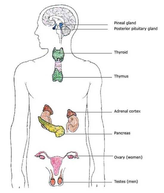 Endocrine System Worksheet Along with 75 Best Human Body Images On Pinterest