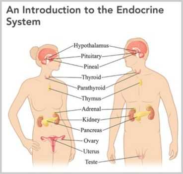 Endocrine System Worksheet and 49 Best Endocrinology Images On Pinterest