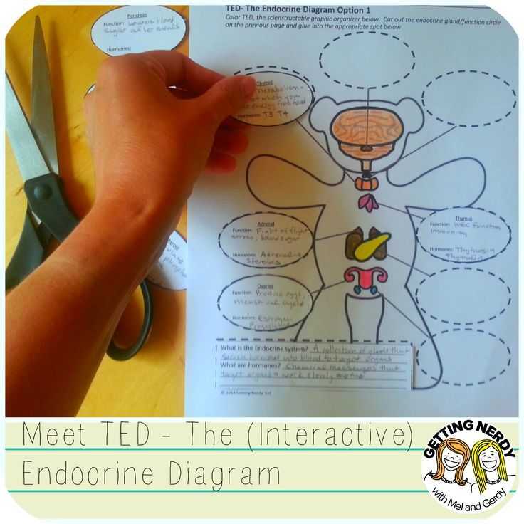 Endocrine System Worksheet as Well as Endocrine System