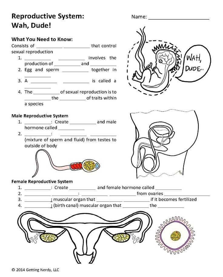 Endocrine System Worksheet as Well as Reproductive & Endocrine Systems