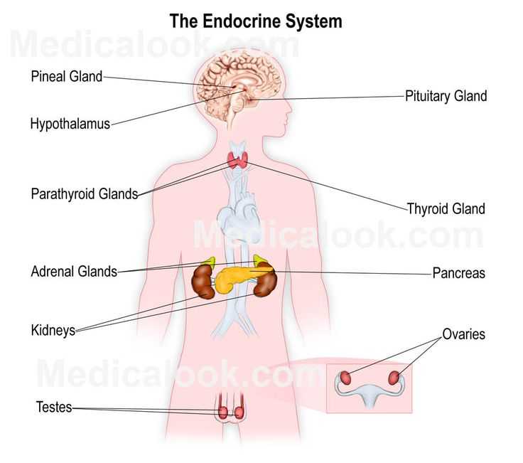 Endocrine System Worksheet or 21 Best the Explanation Of Endocrine Gland Hormones and Its Function