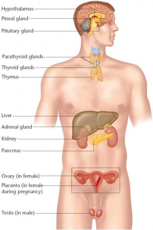 Endocrine System Worksheet together with General Considerations In Endocrinology and the Endocrine System