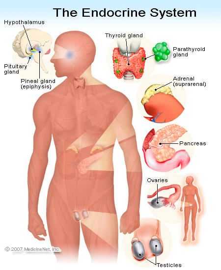 Endocrine System Worksheet with Illustration Of the Endocrine System Vessel Anatomy