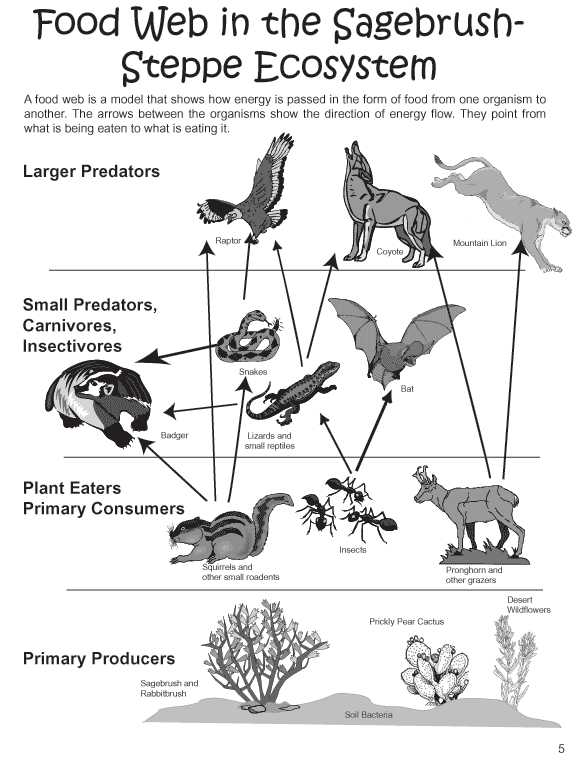 Energy Flow In Living Things Worksheet Along with Food Web Coloring Sheet