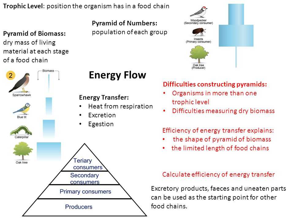 Energy Flow In Living Things Worksheet Also B2 organisms Grouped by Shared Characteristics Continuous