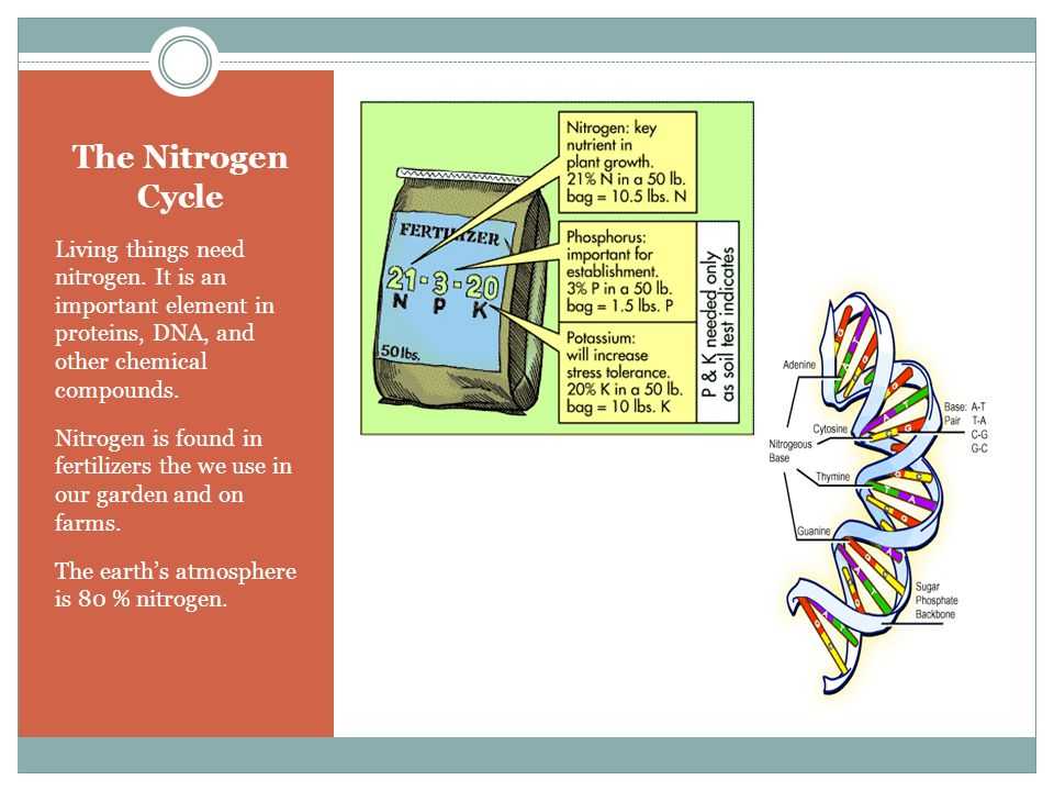 Energy Flow In Living Things Worksheet and the Nitrogen Cycle Living Things Need Nitrogen It is An Important