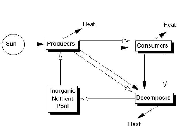 Energy Flow In Living Things Worksheet together with Environmental Biology Sequence Ecosystems