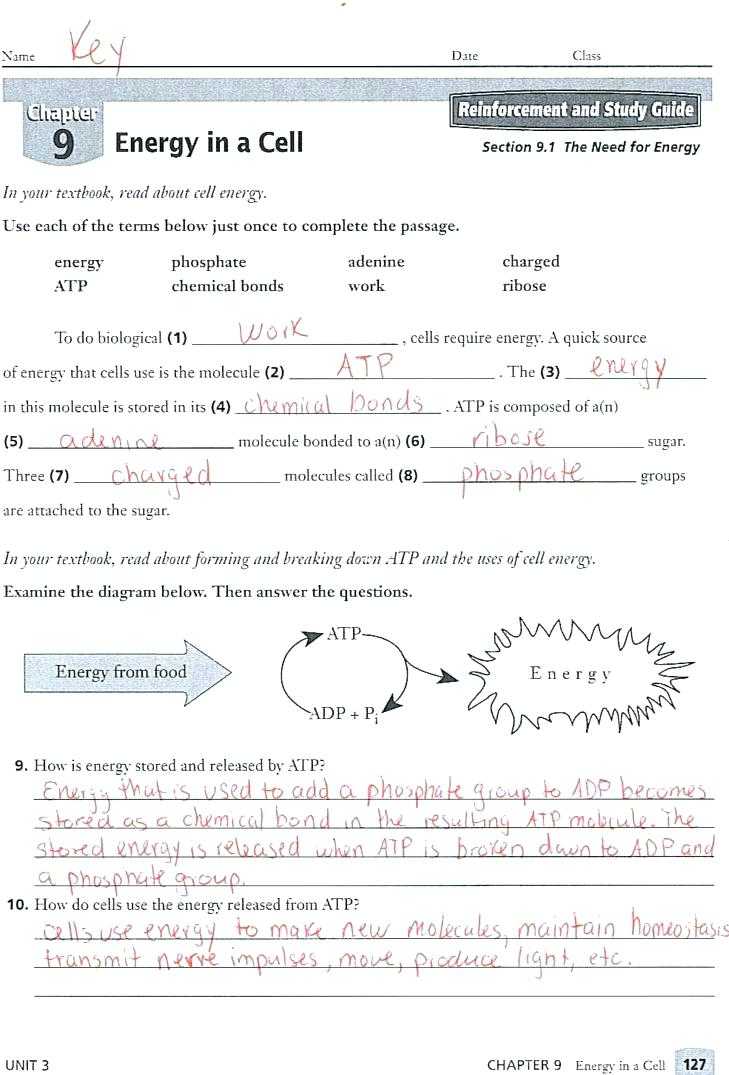 Energy In A Cell Worksheet Answers and Cell Energy Worksheet Worksheet Math for Kids