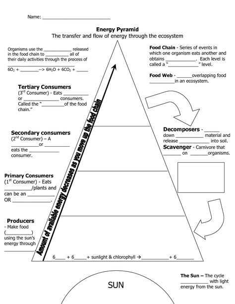 Energy Through Ecosystems Worksheet or 168 Best Science Ecology Images On Pinterest