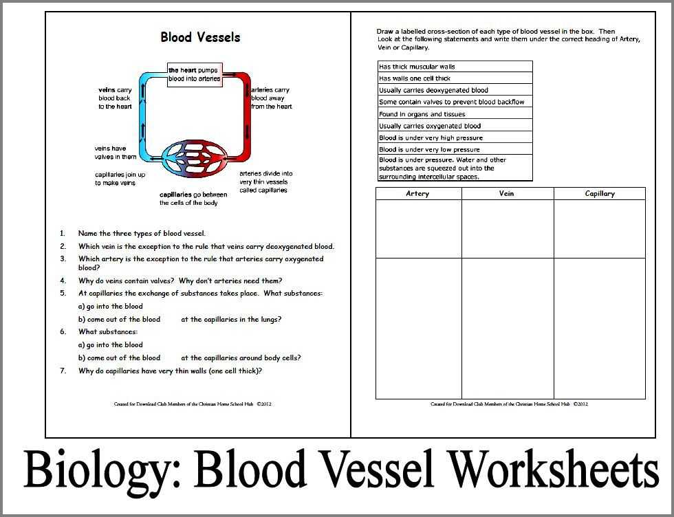 Enzyme Practice Worksheet or Biology Worksheets Blood Vessels Download