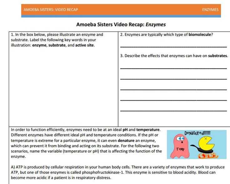 Enzymes Worksheet Answer Key Along with 27 Best Amoeba Sisters Handouts Images On Pinterest