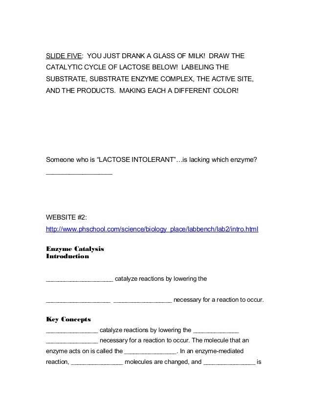 Enzymes Worksheet Answer Key together with 37 Lovely Biology Enzymes Worksheet Answers