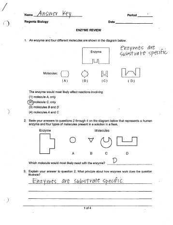 Enzymes Worksheet Answer Key together with organic Reactions Pogil Answer Key