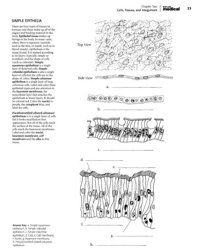 Epithelial Tissue Coloring Worksheet Also Anatomia Dibujos