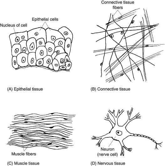 Epithelial Tissue Coloring Worksheet and Human Cell Diagram Worksheet Awesome Animal Cell Coloring Page Many