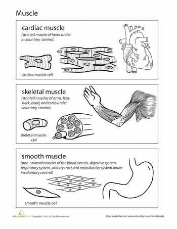 Epithelial Tissue Coloring Worksheet and Inside Out Anatomy Muscles