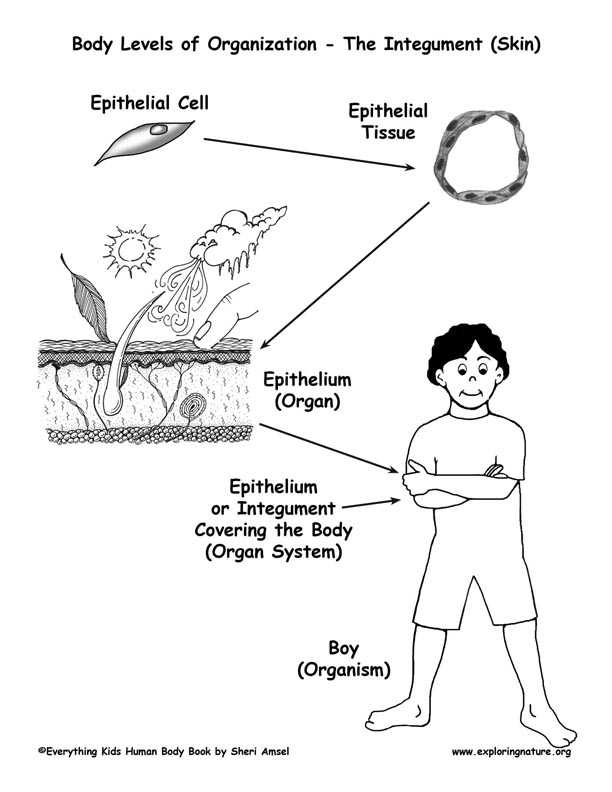 Epithelial Tissue Coloring Worksheet and Levels Of organization In the Body Cells to organisms" Exploring