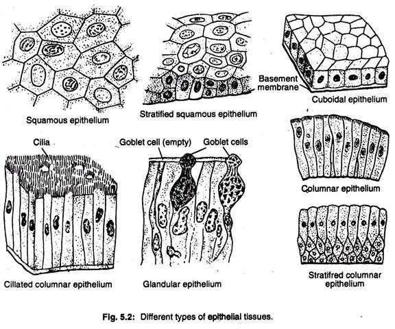 Epithelial Tissue Coloring Worksheet or 4 Main Types Of Tissues Seen In Animals