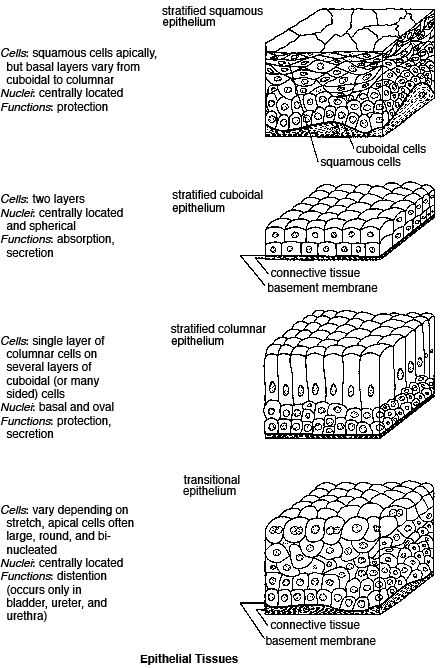Epithelial Tissue Coloring Worksheet or 57 Best Animal Anatomy Class Hw Images On Pinterest