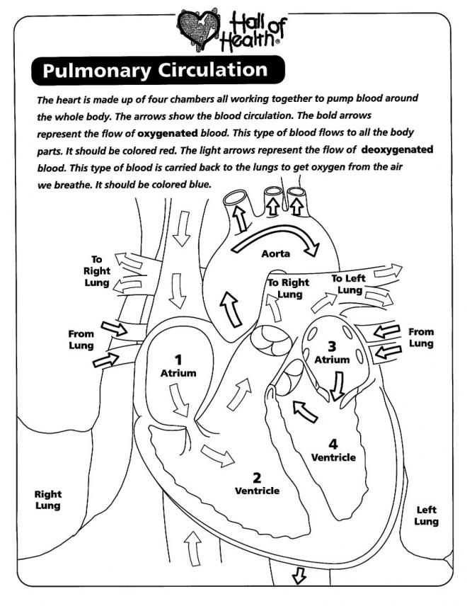 Epithelial Tissue Coloring Worksheet together with Human Anatomy Coloring Pages Professional Development