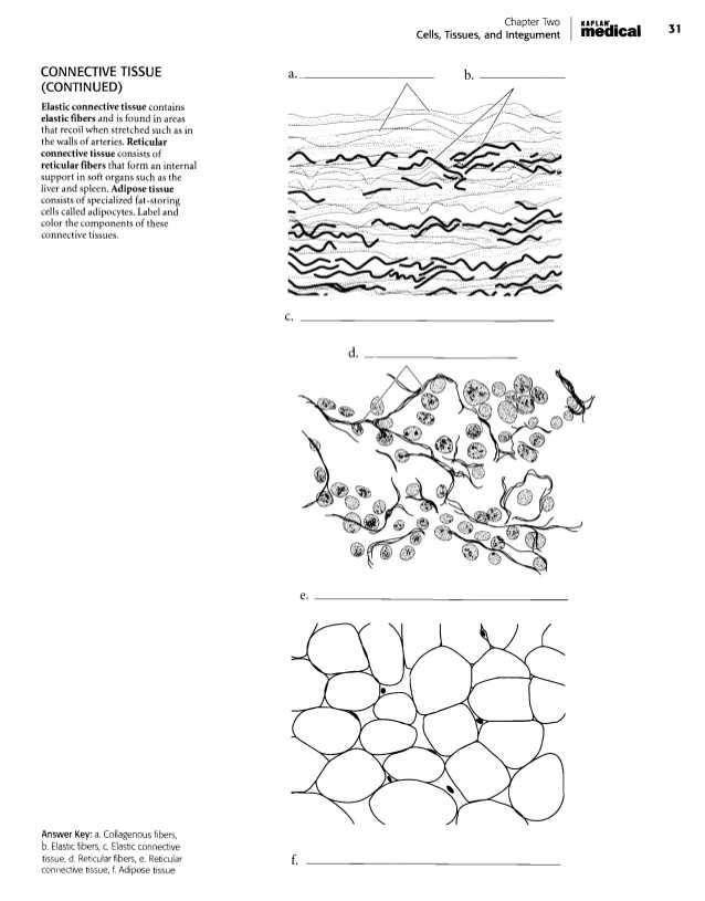 Epithelial Tissue Coloring Worksheet with Anatomia Dibujos