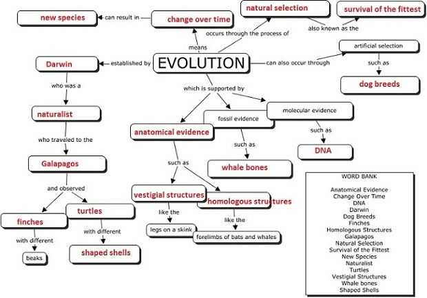 Evolution by Natural Selection Worksheet Answers Along with Evolution Concept Map for the Classroom Pinterest