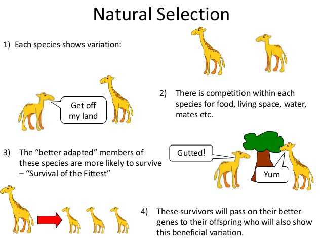 Evolution by Natural Selection Worksheet Answers together with Naturals Selection Google Search