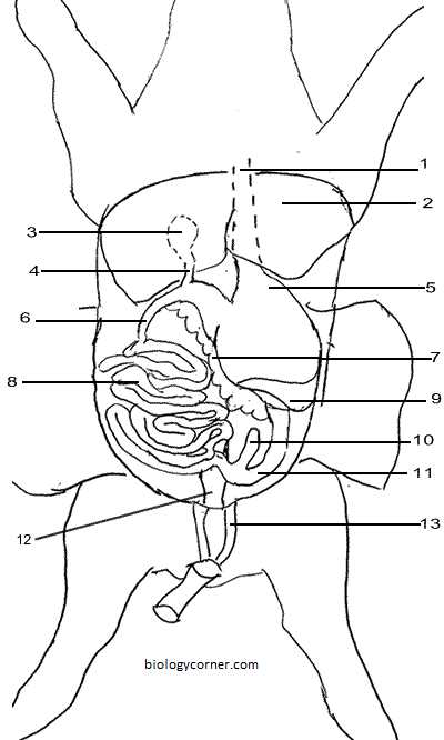 Fetal Pig Dissection Pre Lab Worksheet Along with This Worksheet Serves as A Guide for Dissecting the Fetal Pig which