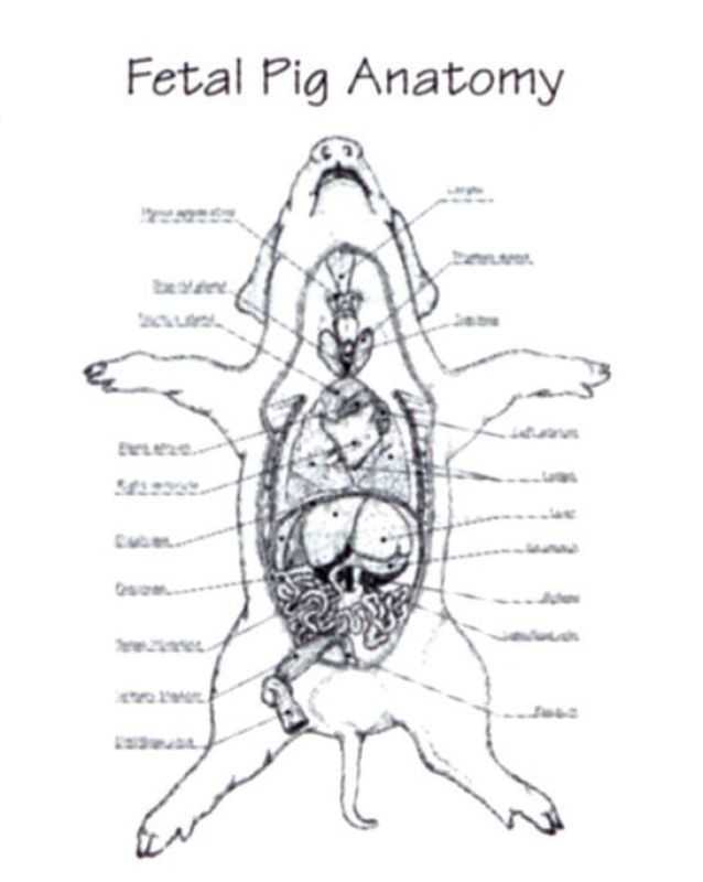 Fetal Pig Dissection Pre Lab Worksheet or Groß Pigs Anatomy Similar Humans Galerie Menschliche Anatomie