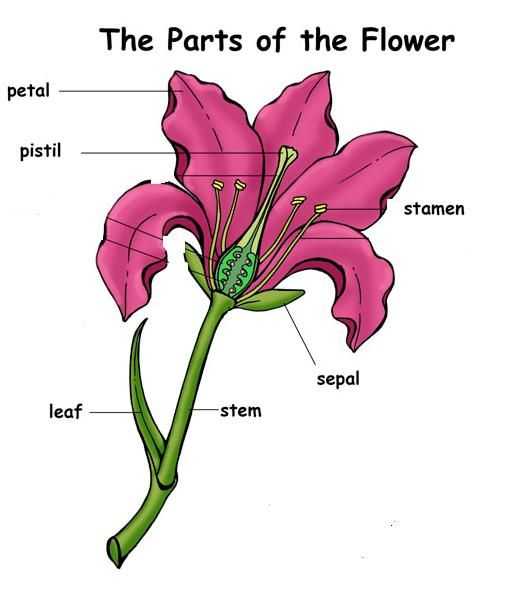 Flower Anatomy Worksheet Key Along with Post It Labels for the Parts Of A Flower