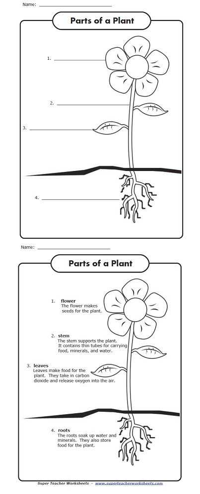 Flower Anatomy Worksheet Key Also 334 Best Science Plants Images On Pinterest