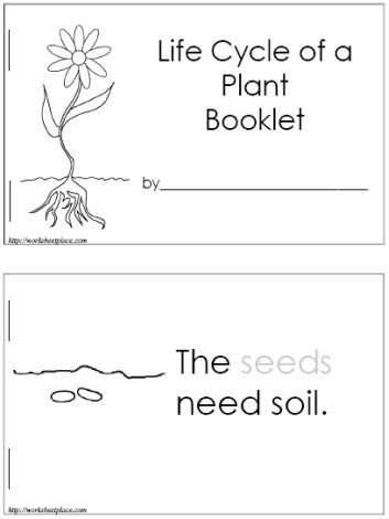Flower Anatomy Worksheet Key Also Life Cycle Of A Plant Booklet Free Can Make It Into A Poster with