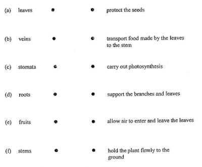 Flower Anatomy Worksheet Key Also Test Papers