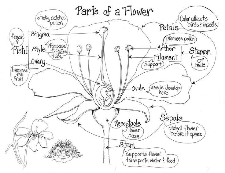 Flower Anatomy Worksheet Key or 891 Best Biology Class Images On Pinterest