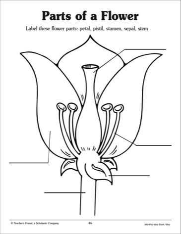 Flower Anatomy Worksheet Key together with Parts A Flower Worksheet for Kindergarten