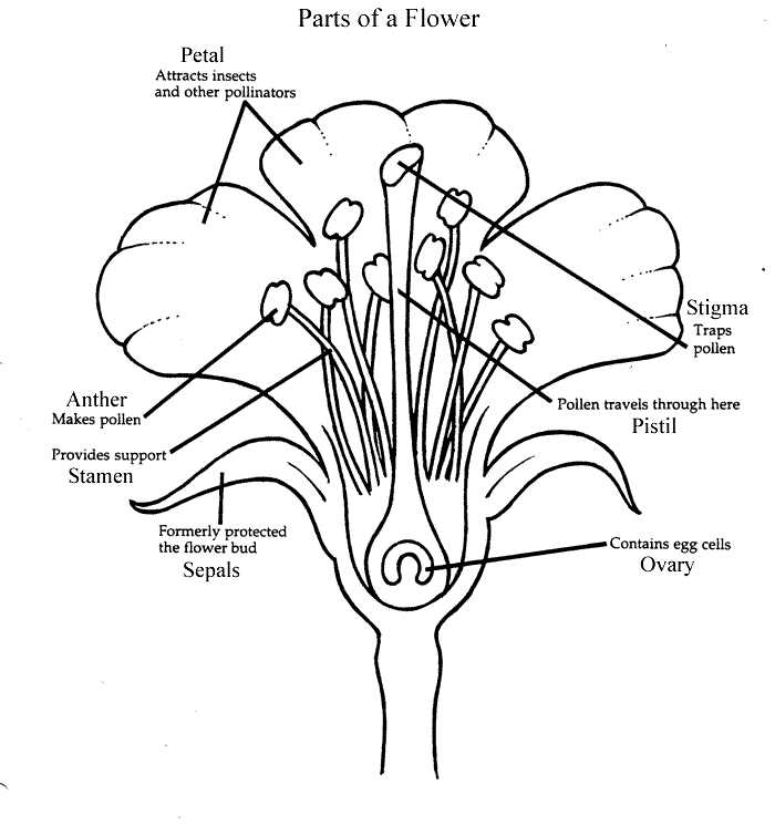 Flower Structure and Reproduction Worksheet Answers Along with Parts Of the Flower