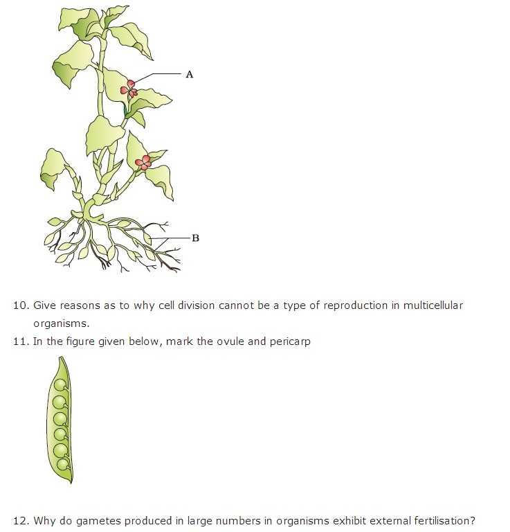 Flower Structure and Reproduction Worksheet Answers as Well as Flower Structure and Reproduction Worksheet Answers Fresh Fill In