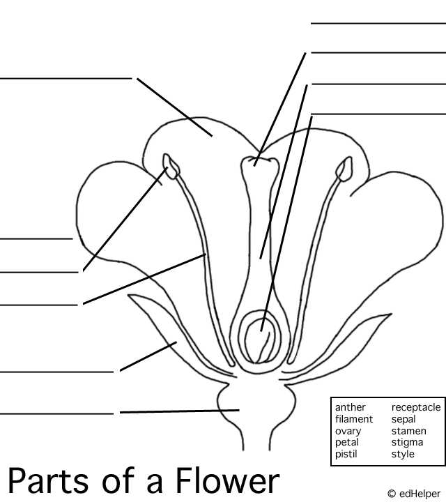Flower Structure and Reproduction Worksheet Answers together with Parts Of A Flower Fill In the Blank Printable