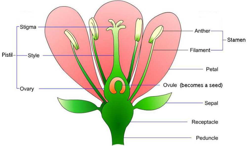 Flower Structure and Reproduction Worksheet Answers with Ausgezeichnet Anatomy A Flowering Plant Ideen Menschliche