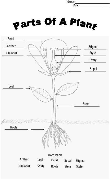 Flower Structure and Reproduction Worksheet Answers with Parts Of A Plant Coloring Sheet Tape or Glue Parts to the Sheet as